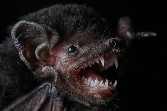 Gould's wattled bat (Chalinolobus gouldii)