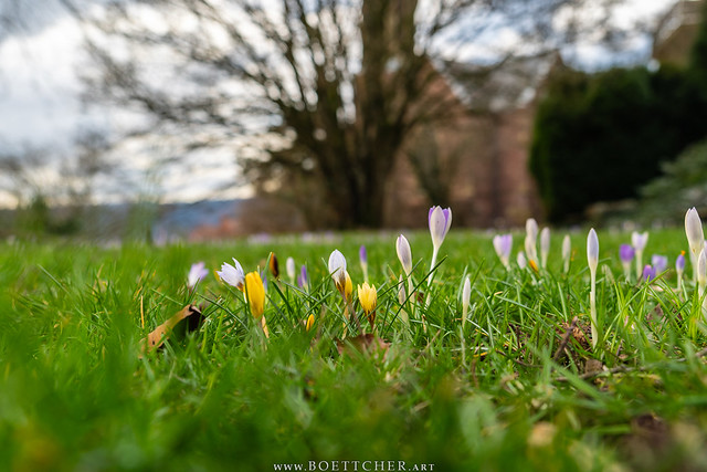 First Signs of Spring in Dilsberg's Castle Garden - February 2024 XLII