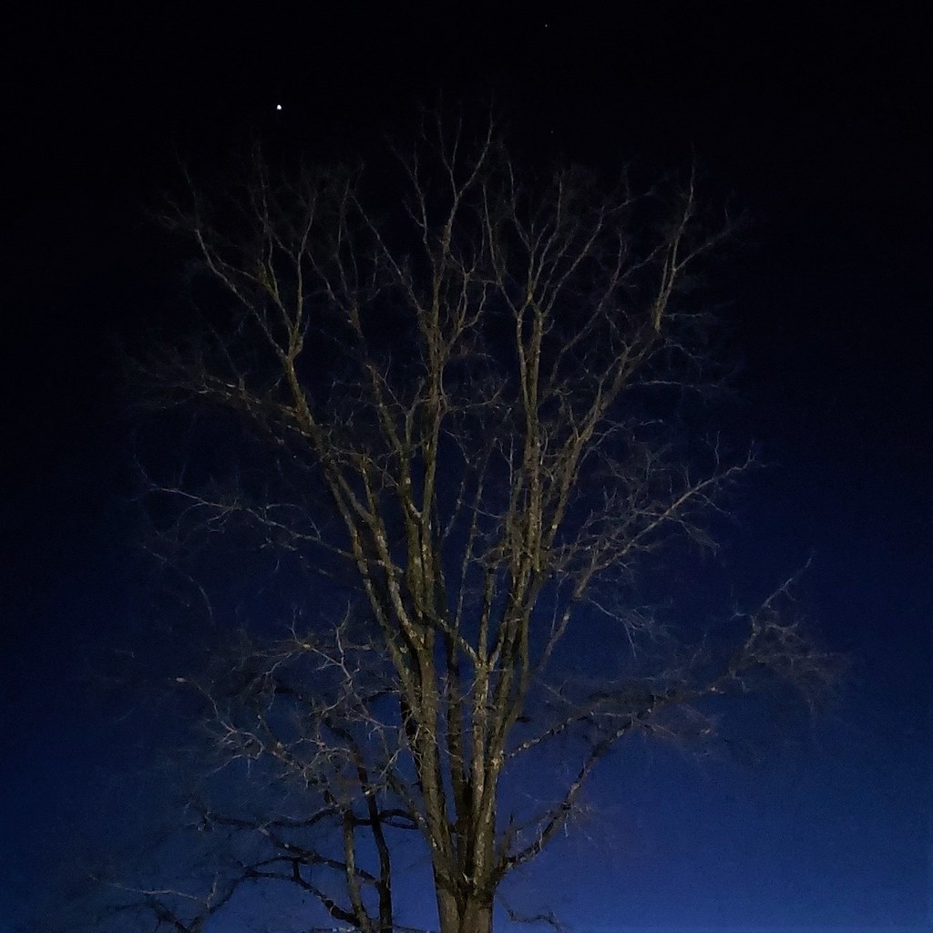Tree with Planet at Dusk