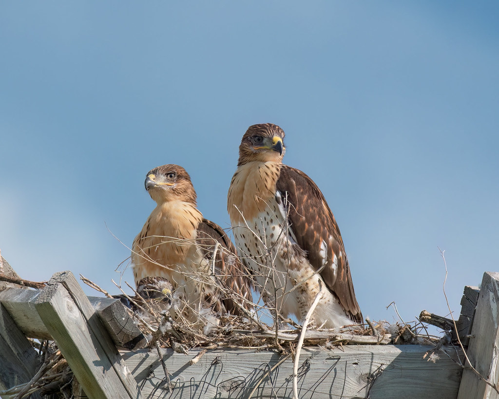 Ferruginous Hawks (nestling/immature) | The sad part about t… | Flickr