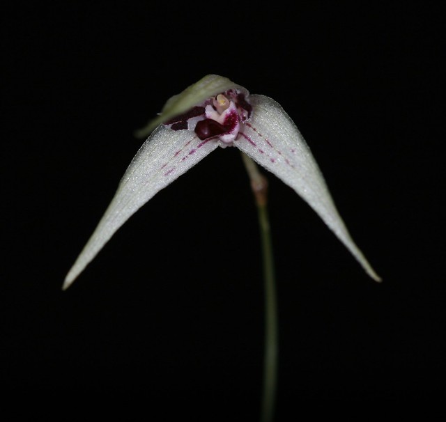 Bulbophyllum sapphirinum Ames 1915