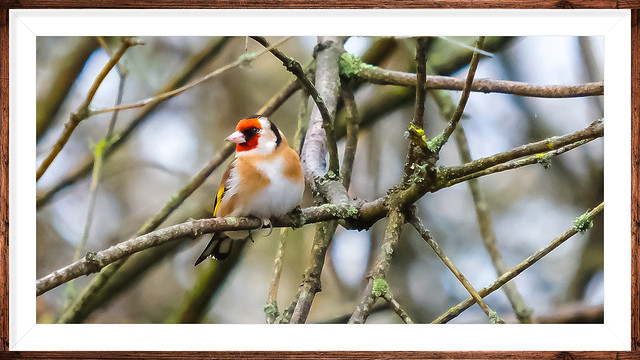 Colours of the day: Goldfinch Sussex.