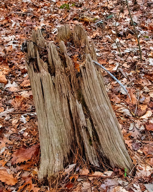 Textured Stump