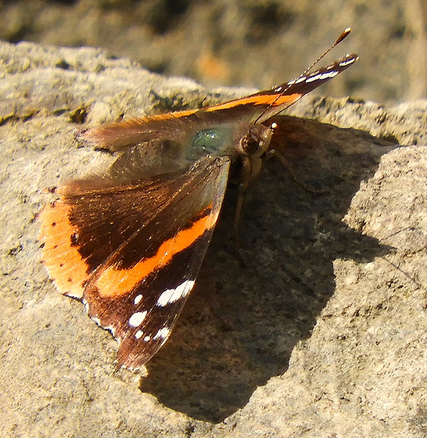 3rd Butterfly of 2024:  A Red Admiral!