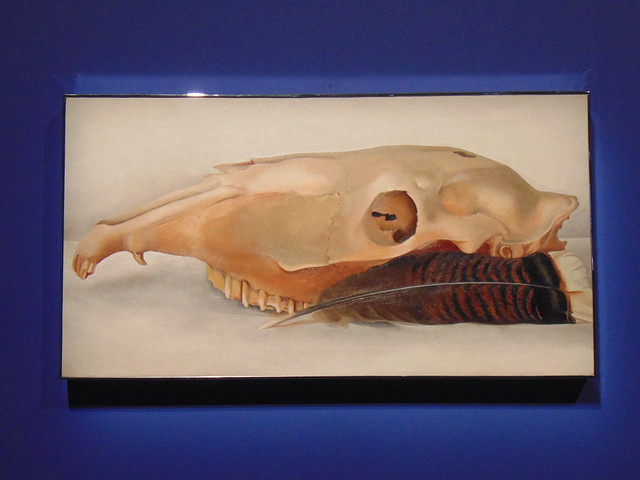 Horizontal Horse’s or Mule’s Skull with Feather