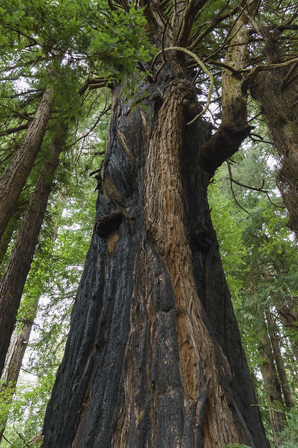 Resilient Redwood