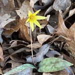 Trout lily--spring 2023 Dimpled Trout Lily - Erythronium umbilicatum Parks &amp;amp; Hardin--the common, species of trout lily in my area. Blooms starting in February, usually. 