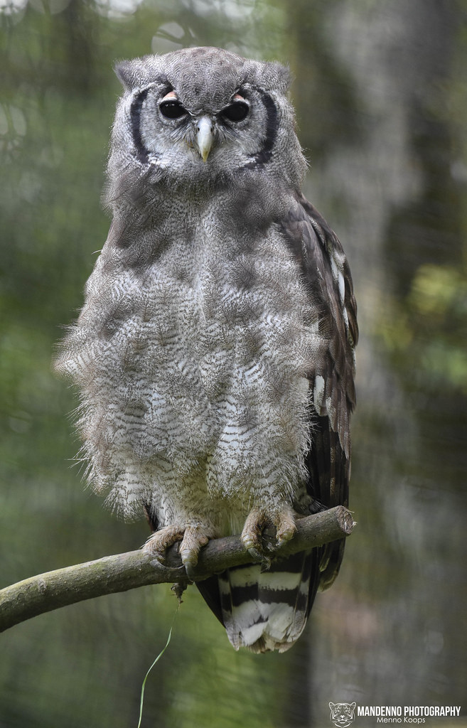 Verreaux Eagle Owl - Zoo Veldhoven