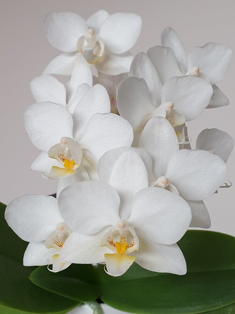 Orchids XIV