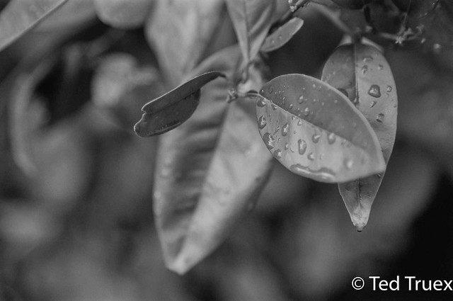 Leaves (Citrus × sinensis)