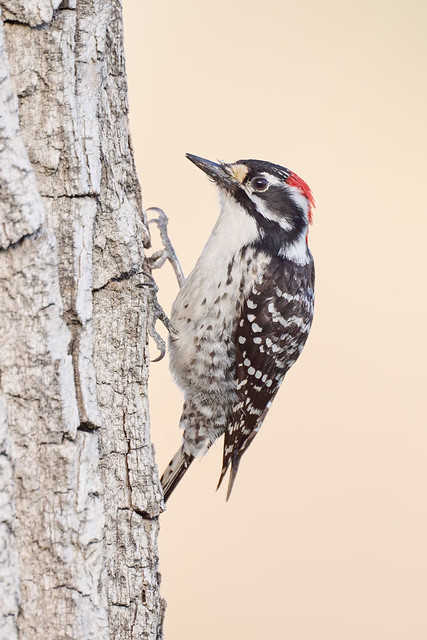Nuttall's Woodpecker (Dryobates nuttallii)