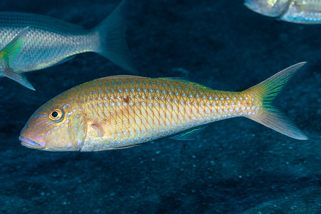 Cinnabar goatfish - Parupeneus heptacantha