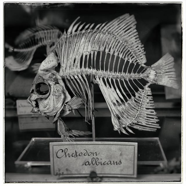 Chetodon albicans