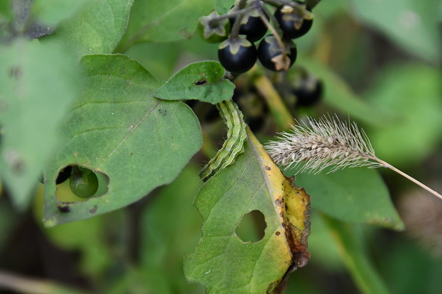 Oruga sobre Solanum nigrum