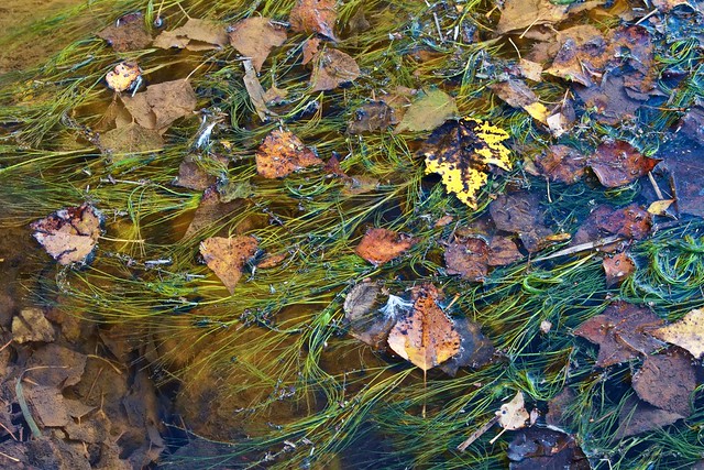 Las hojas del rio
