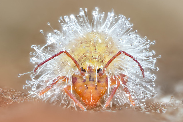 The last of springtails 2024 (Springtail infected with fungus)