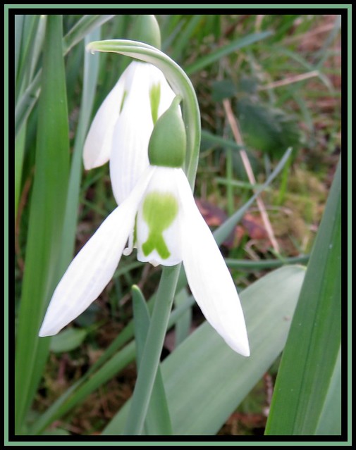 Heart Of The Snowdrops