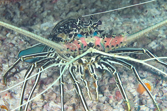 Painted Spiny Lobster