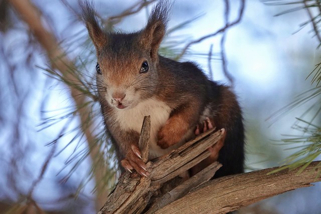 The red squirrels of Andalusia!