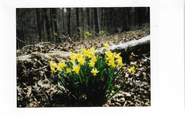 Instax Daffodil