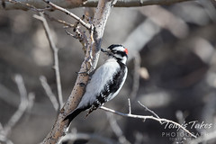 February 17, 2024 - Downy woodpecker in Thornton. (Tony's Takes)