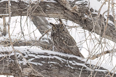 February 10, 2024 - Great horned owl in the snow. (Tony's Takes)