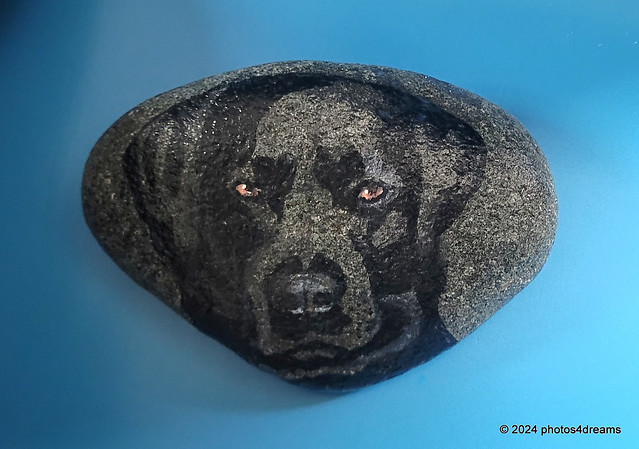 black dog on black rock