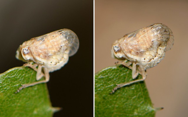 Planthopper with a fungus infection