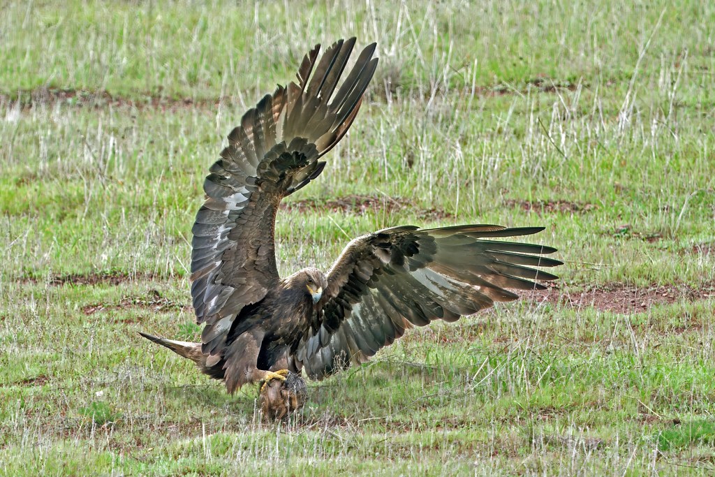 Golden Eagle with squirrel