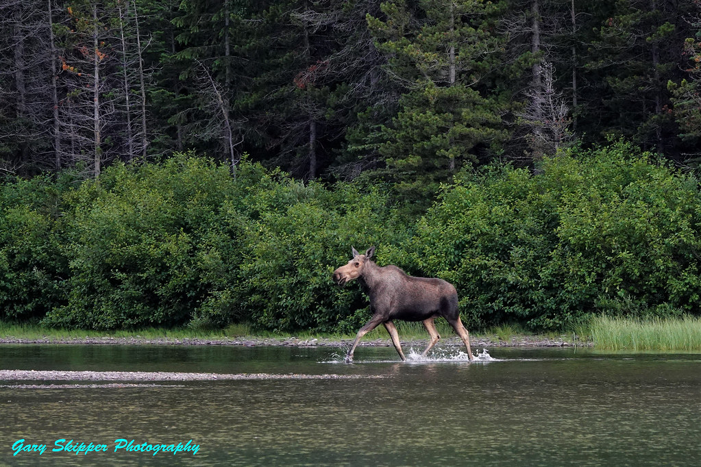 Moose sauntering in beautiful Swiftwater lake in Glacier NP