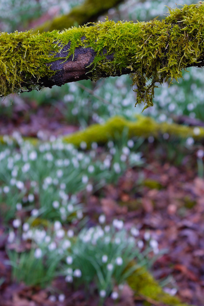 Snowdrop Forest