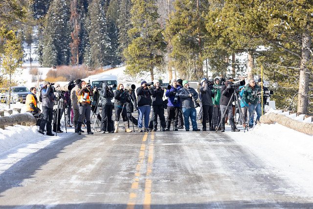 Wolf Capture 2024: public viewing operations from the temporarily closed road