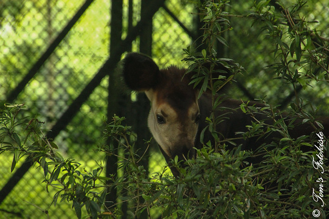 Okapi (Okapia johnstoni) - Thabo