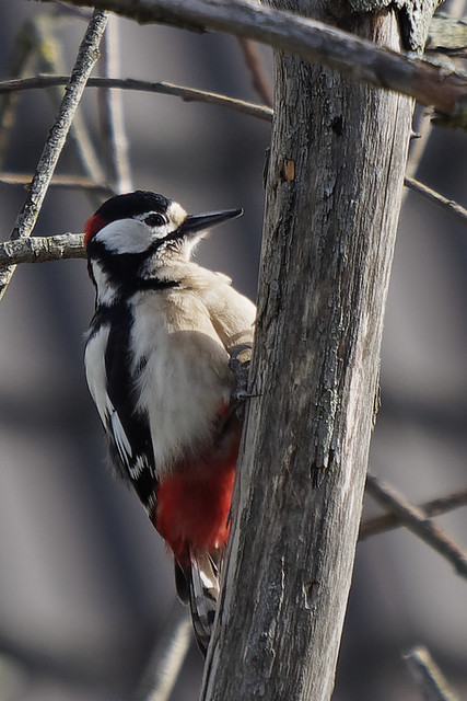 Great spotted woodpecker (Dendrocopos major) enjoys the sunshine!