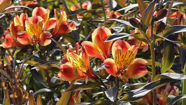 Alstroemeria