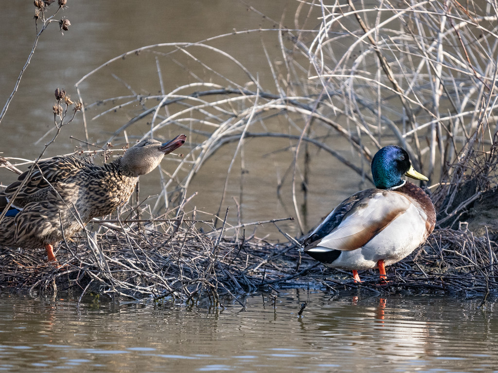 Mallard Ducks at Huntley Meadows