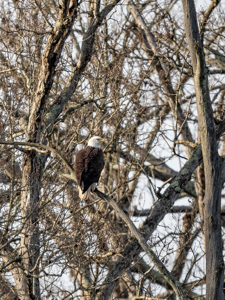 Bald Eagle at Huntley Meadows