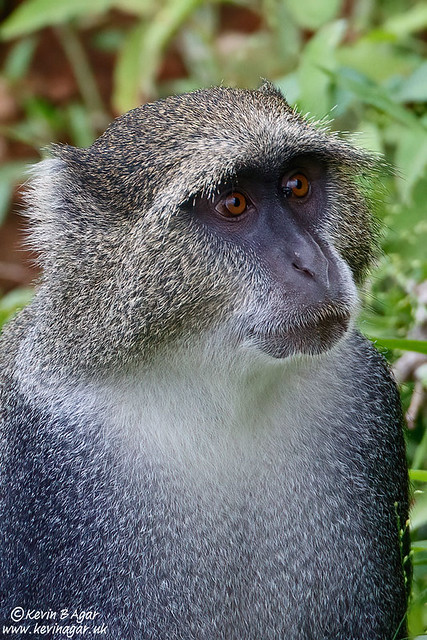 Vervet Monkey, Chlorocebus pygerythrus