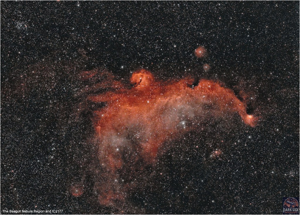 The Seagull Nebula Region and IC2177