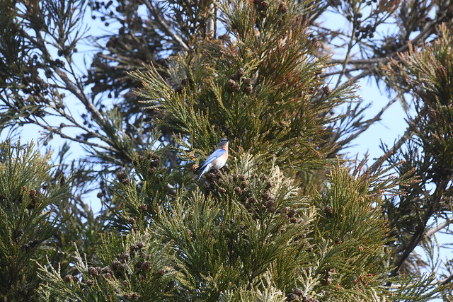 Male Eastern Bluebird high atop a Japanese Cryptomeria tree