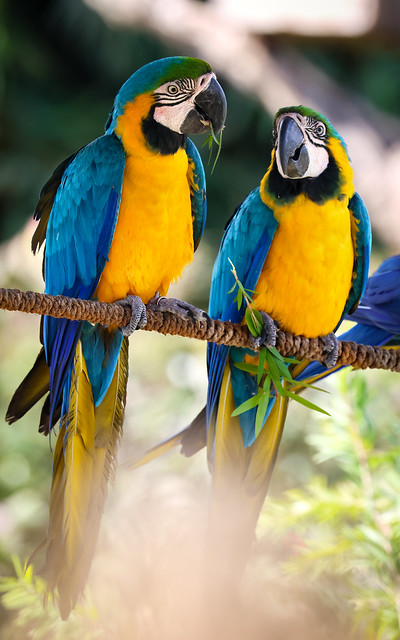 Blue and Yellow Macaws