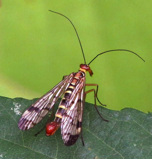 Scorpion Fly - Male (Panorpa communis) 2018-08-06. Parc Slip, Aberkenfig, South Wales.