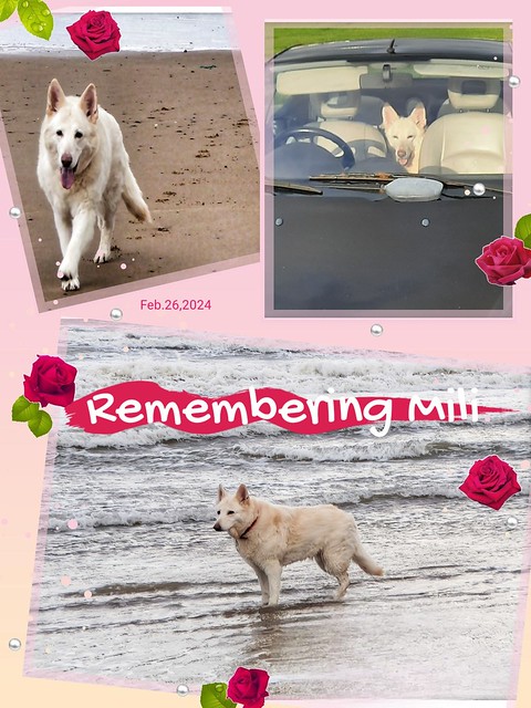 Remembering Mili
