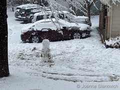 February 3, 2024 - A good dose of snow in Highlands Ranch. (Joanne Slanovich)