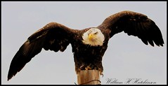 February 22, 2024 - Bald eagle prepped for launch. (Bill Hutchinson)