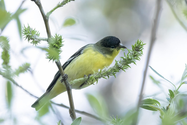 Lesser Goldfinch Eating Willow Seeds