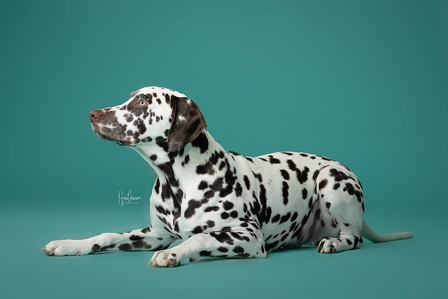 Dalmatian dog in studio contact info@hondermooi.be for licensing info
