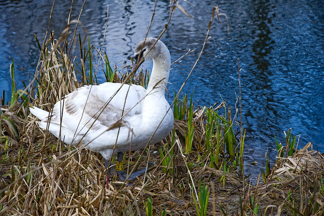 A last year's Cygnet nearly fully developed into a beautiful Swan . Frecheville Pond , Sheffield , Yorkshire , England , UK.