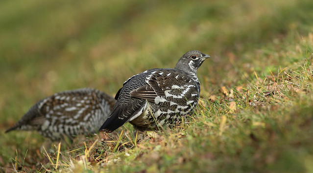 Male Spruce Grouse...#33