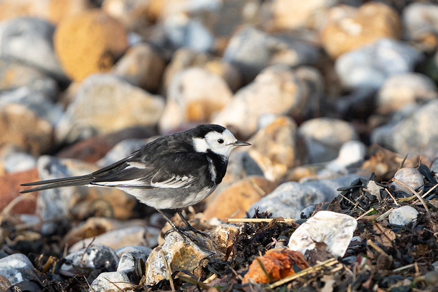 Pied Wagtail on the Beach.